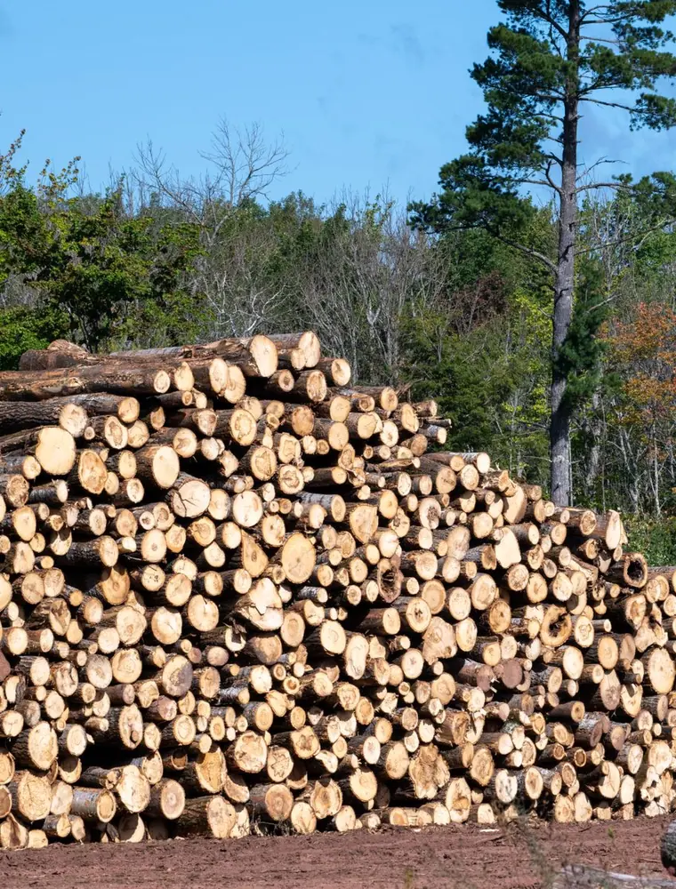 Grumes en forêt